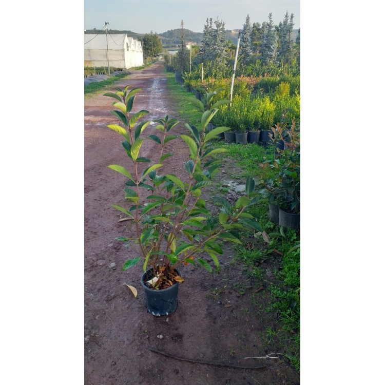 Lucidum Kartopu (Viburnum)
